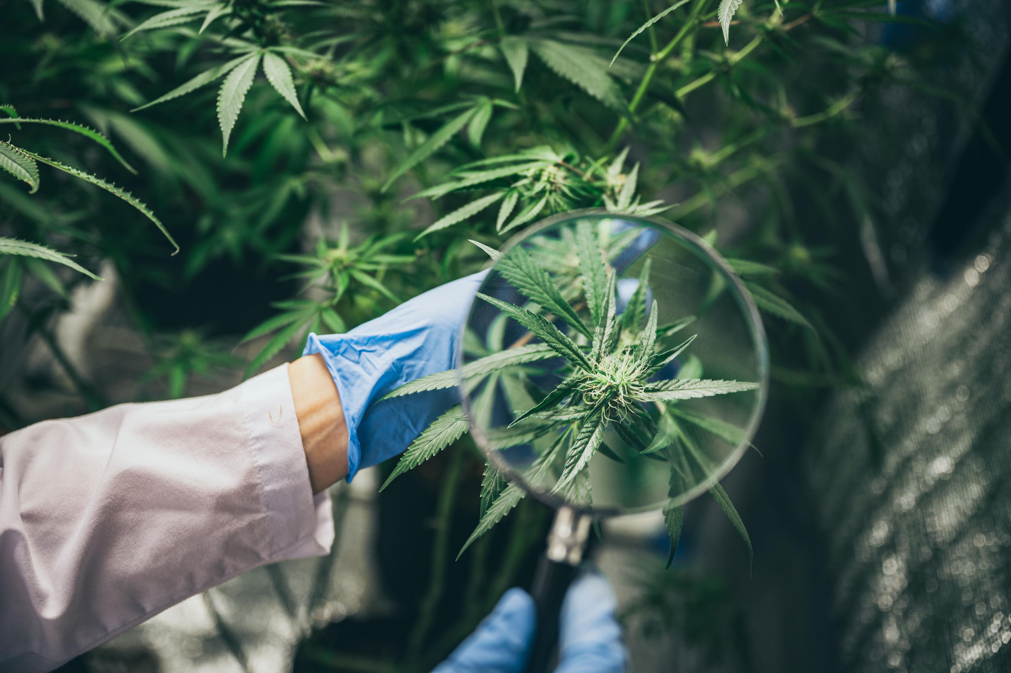 Scientist checking hemp plant | Image Credit: © chokniti - stock.adobe.com