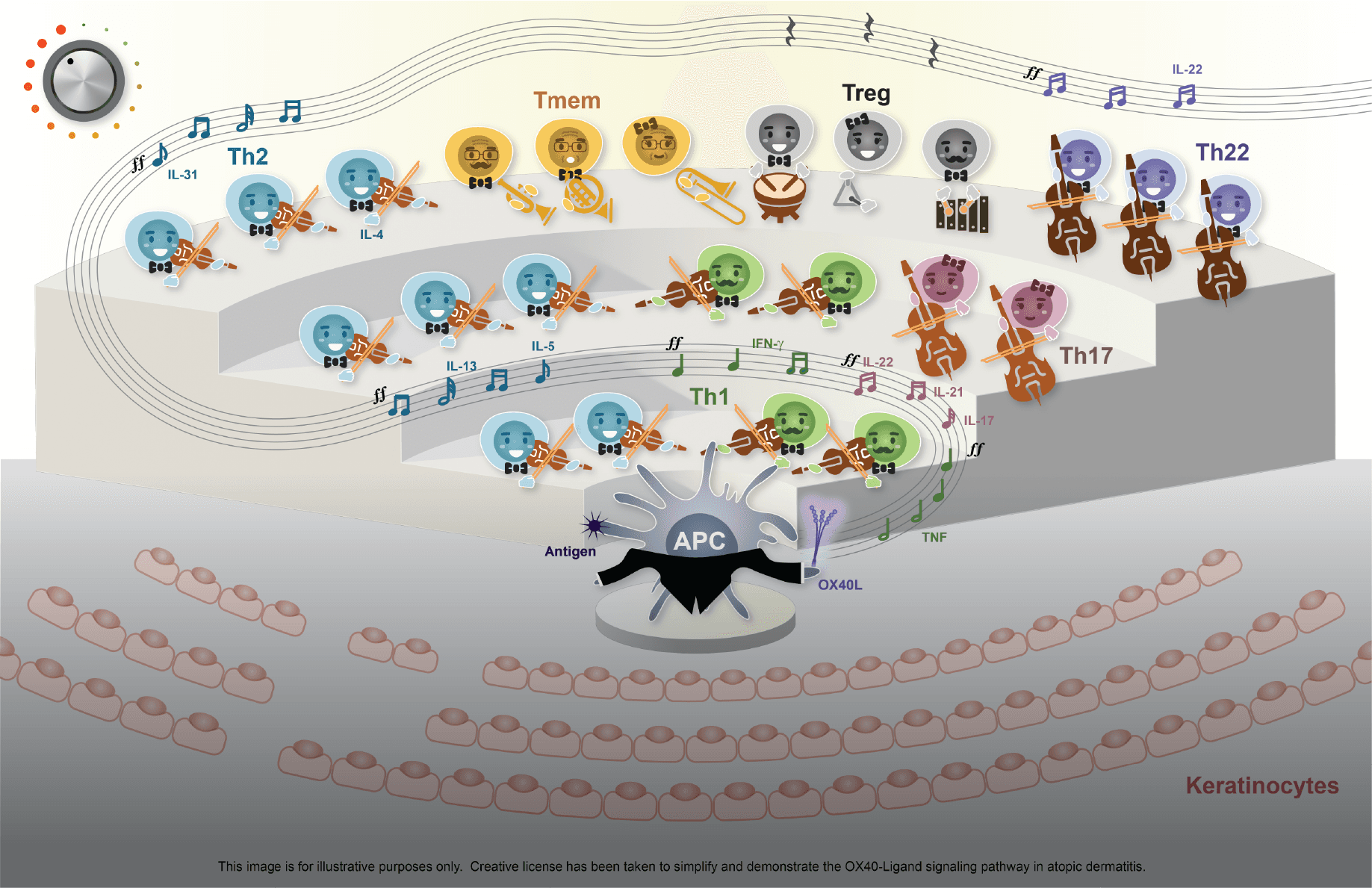 Figure 2: The AD Inflammation Orchestra Conducted by the Professional APC and OX40-Ligand

AD inflammation is orchestrated by the activated APCs and OX40L. Like the strings of the orchestra, after initial activation effector T cells including Th2, Th1, Th17, and Th22 express OX40, making them responsive to a conductor’s signals for survival, proliferation, and cytokine release. OX40L signaling also suppresses the induction of Tregs, which attenuates their immune suppressor function. The prolonged survival of effector T cells induced by OX40L signaling helps some of these cells to become resting memory T cells.2,5-7

AD, atopic dermatitis; APC, antigen-presenting cell; IFNγ, interferon gamma; IL, interleukin; OX40L, OX40-Ligand; Th, helper T cell; Tmem, memory T cell; TNF, tumor necrosis factor; Treg, regulatory T cell.